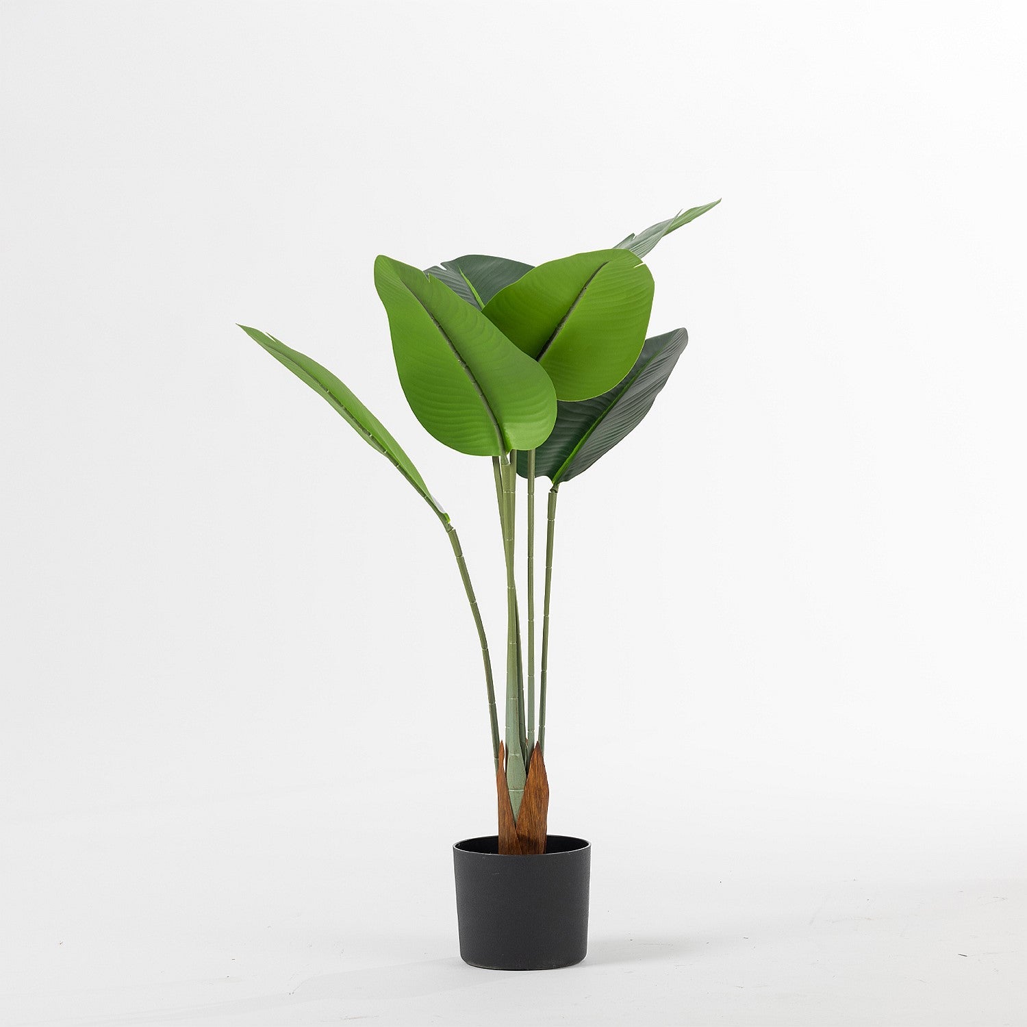 Everlasting Traveller's Banana Plant 90cm