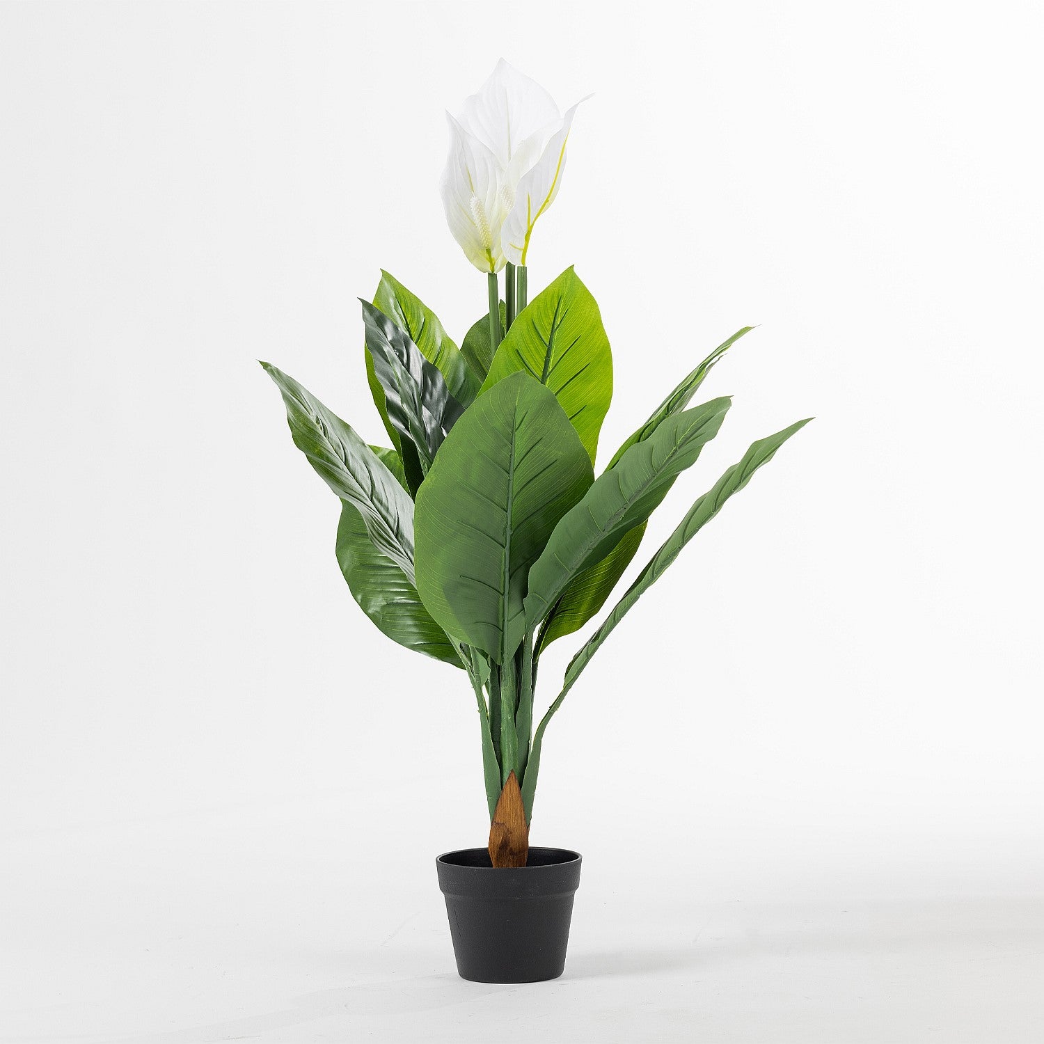 Everlasting Anthurium Plant 100cm