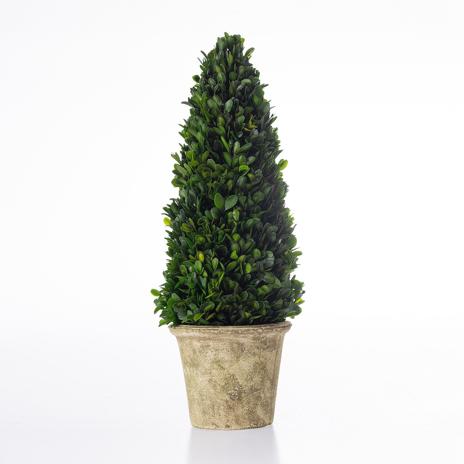 Everlasting Mateus Topiary Cone Large 53cm