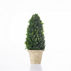 Everlasting Mateus Topiary Cone Small 35cm