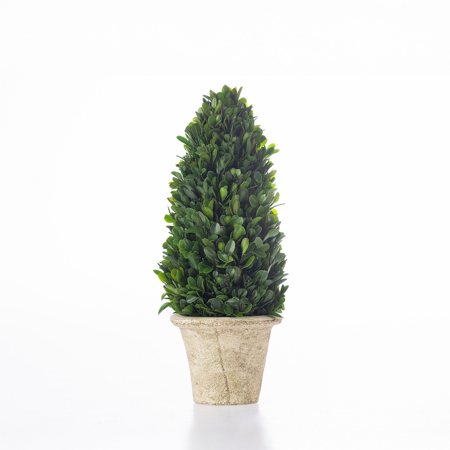 Everlasting Mateus Topiary Cone Small 35cm