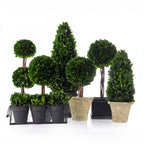Everlasting Mateus Topiary In Black Box