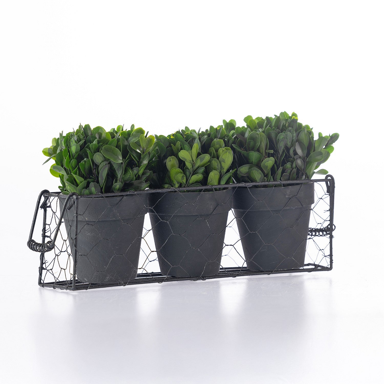 Everlasting Mateus Topiary Set Of 3