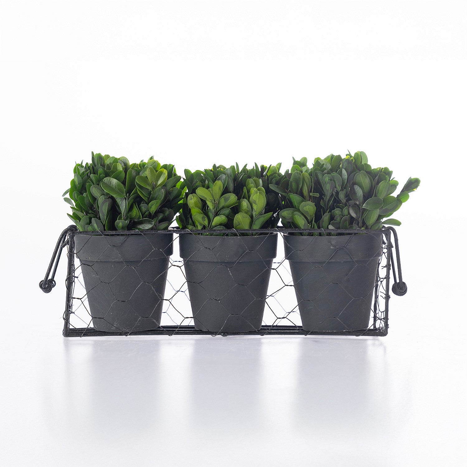 Everlasting Mateus Topiary Set Of 3