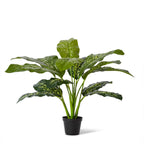 Elme Dieffenbachia Potted Plant