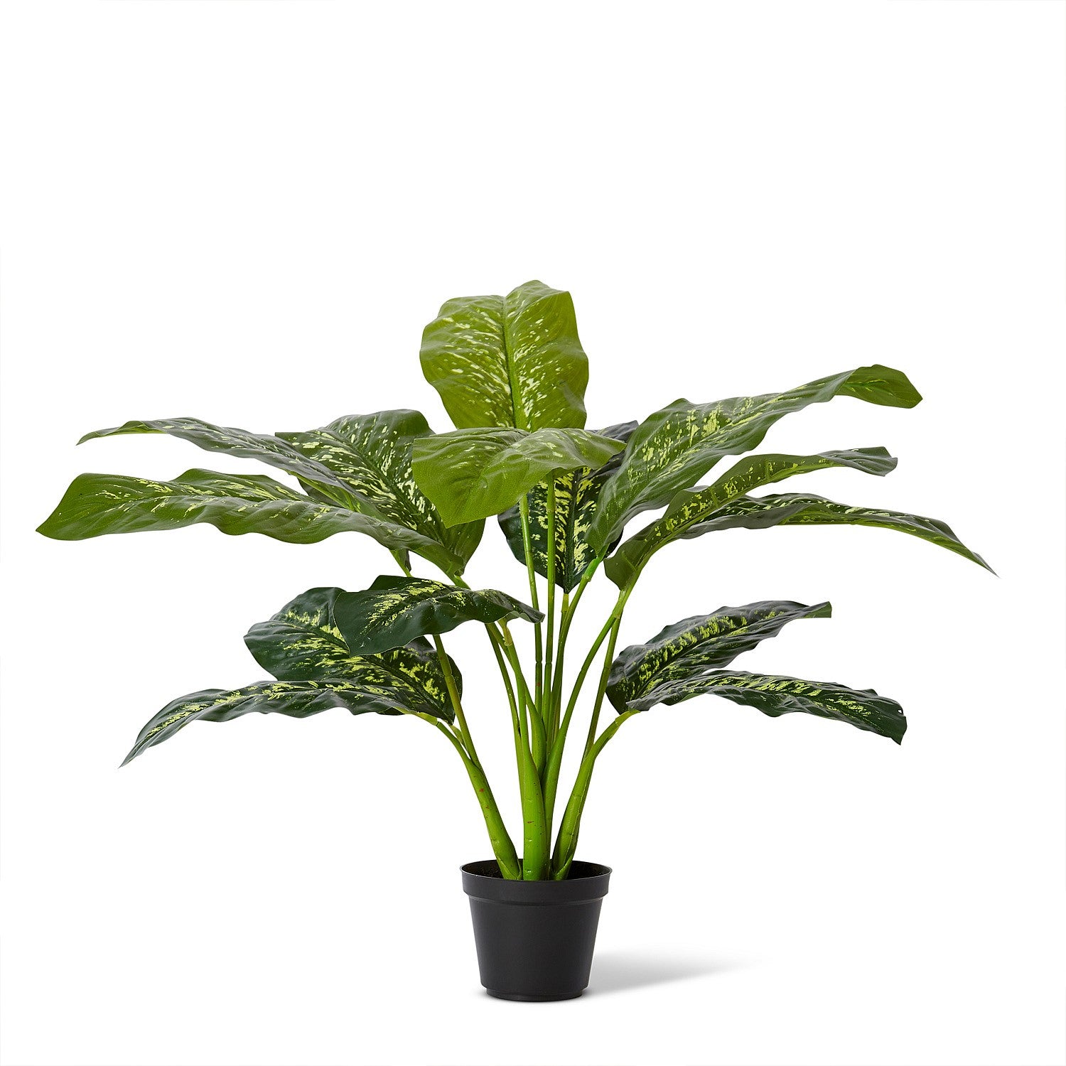 Elme Dieffenbachia Potted Plant