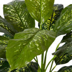 Elme Dieffenbachia Potted Plant