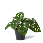 Elme Swiss Cheese Potted Plant