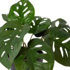 Elme Swiss Cheese Potted Plant