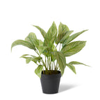 Elme Calathea Potted Plant