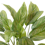 Elme Calathea Potted Plant
