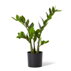 Elme Zanzibar Potted Plant Large