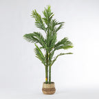 Everlasting Sita Potted Palm 180cm