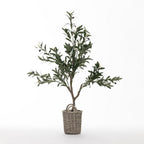 Everlasting Paloma Olive Tree 120cm