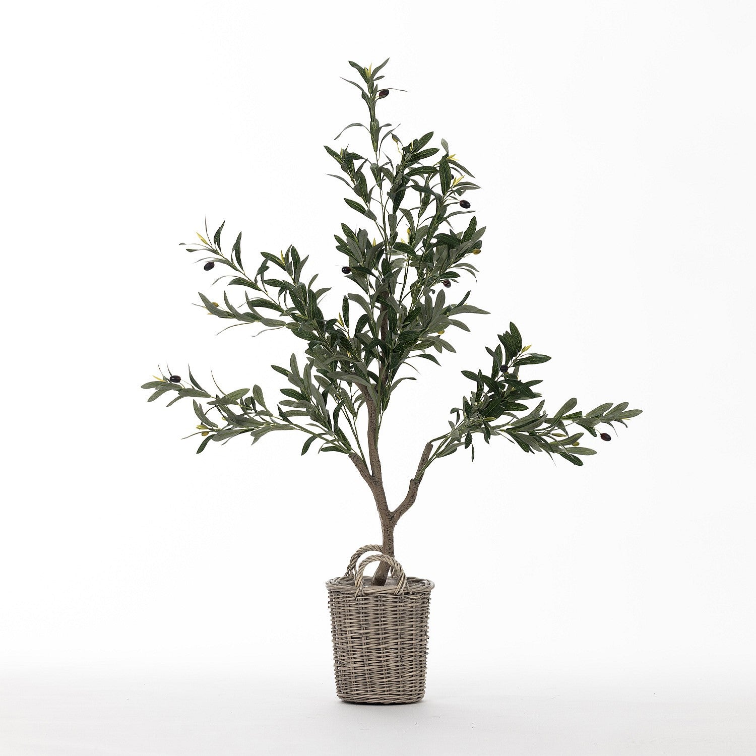 Everlasting Paloma Olive Tree 120cm