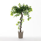 Everlasting Paloma Ficus Tree 120cm