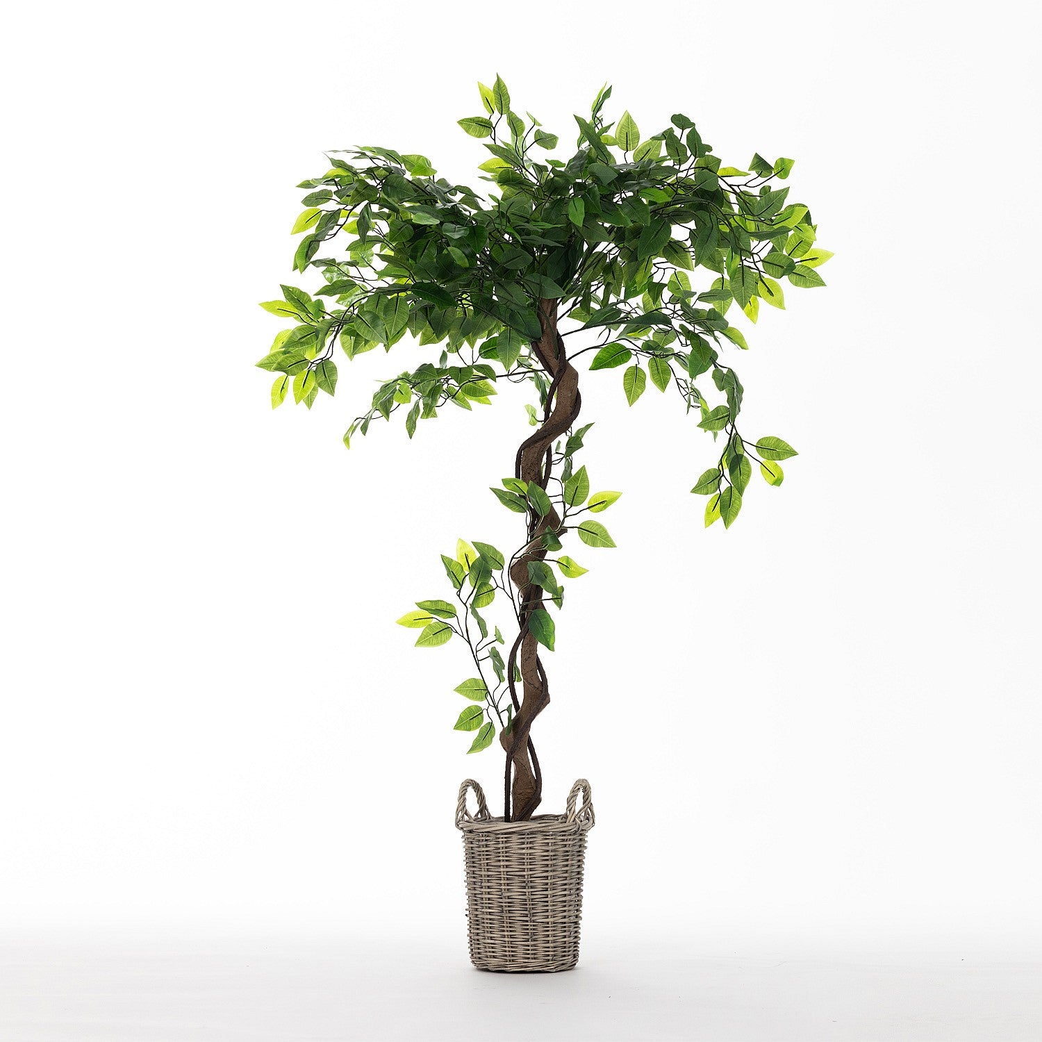Everlasting Paloma Ficus Tree 120cm