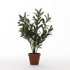 Everlasting Paloma Olive Bonsai 47cm