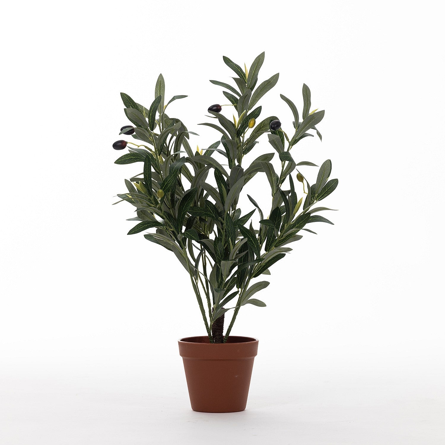 Everlasting Paloma Olive Bonsai 47cm