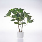 Everlasting Cora Umbrella Plant 45cm