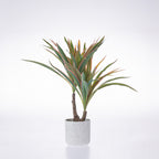 Everlasting Cora Spider Plant 35cm