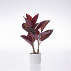 Everlasting Cora Red Rubber Plant 40cm