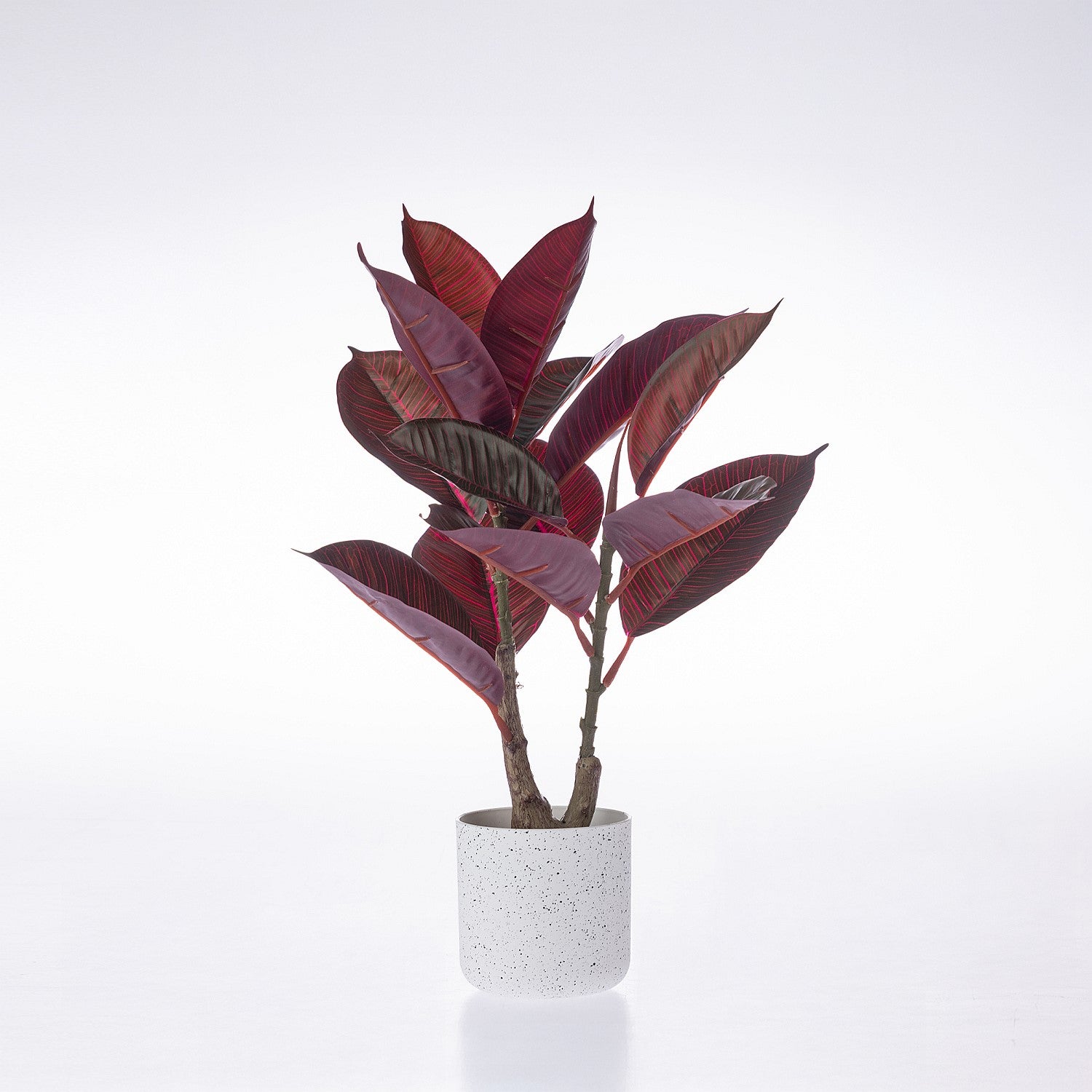Everlasting Cora Red Rubber Plant 40cm