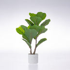Everlasting Cora Fiddle Fig 40cm