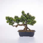 Bonsai tree in a pot on a white background