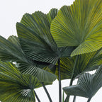 Everlasting Cora Fan Palm 60cm