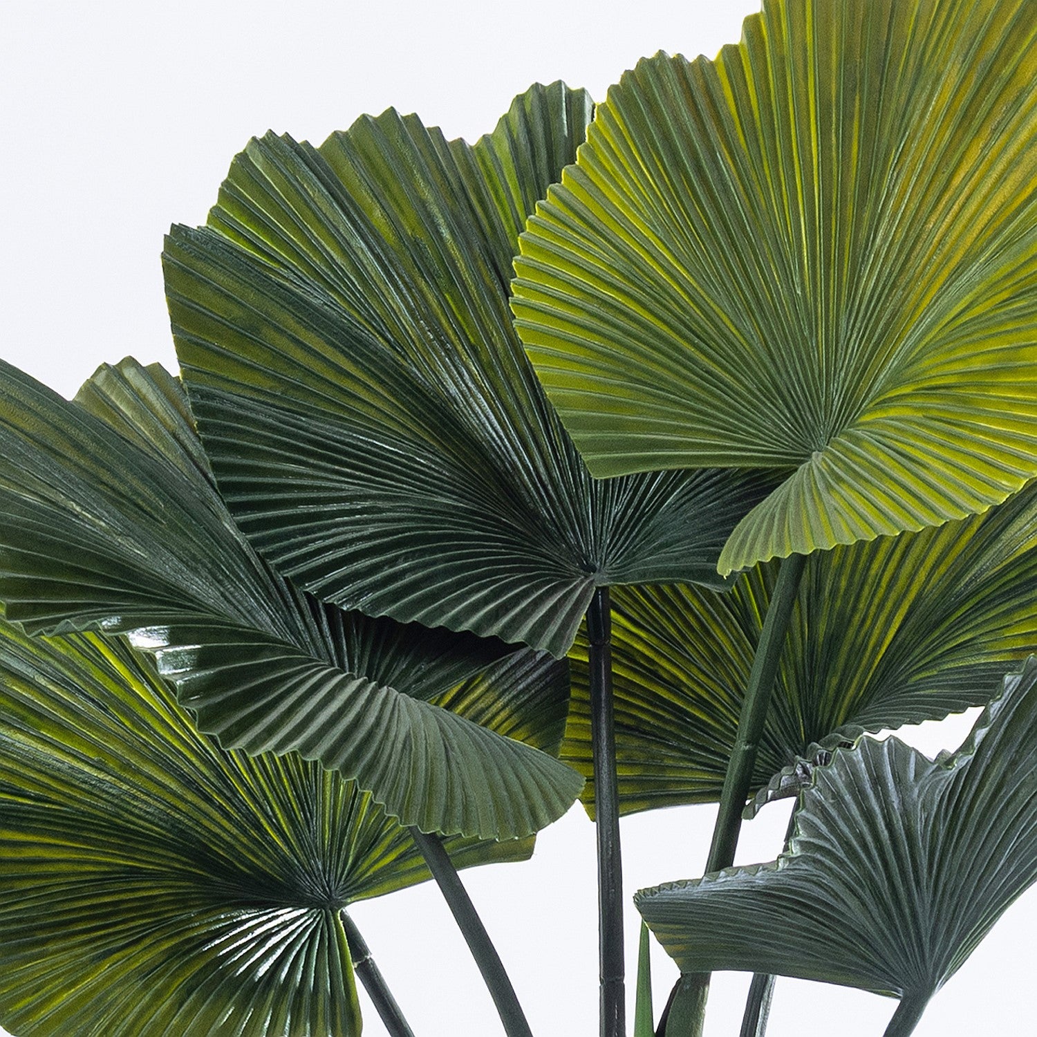 Everlasting Cora Fan Palm 60cm
