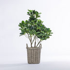Everlasting Cora Umbrella Tree 90cm