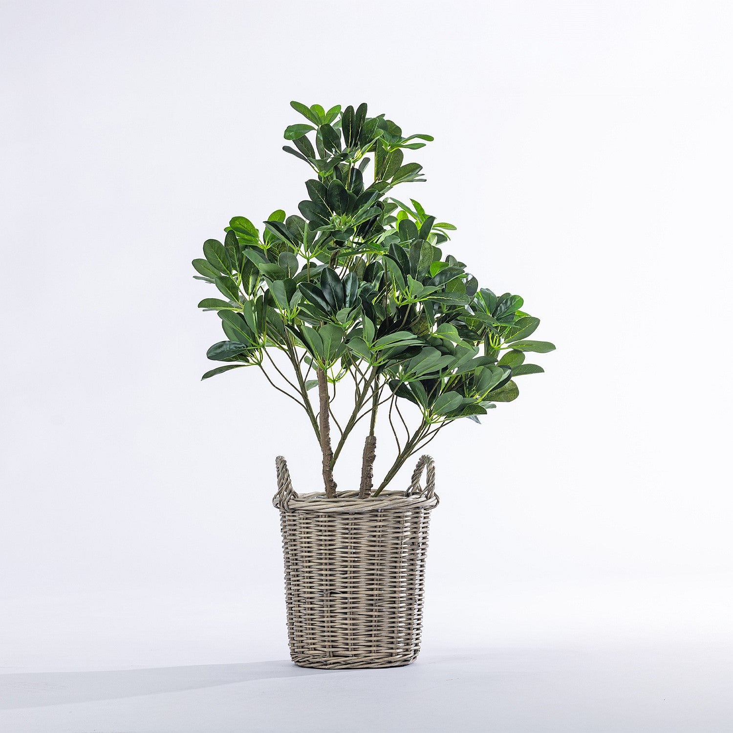 Everlasting Cora Umbrella Tree 90cm