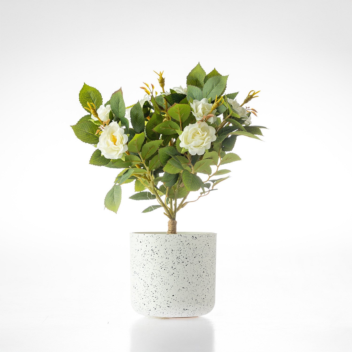 Everlasting Avery Rose Bonsai 25cm