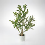 Everlasting Avery Olive Tree 60cm