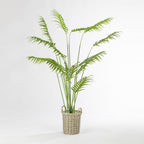 Everlasting Avery Areca Palm 170cm