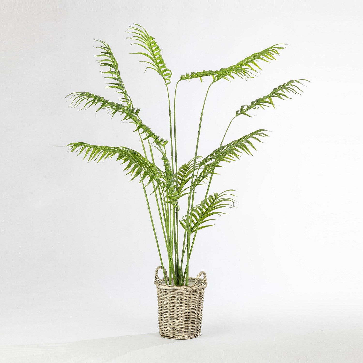 Everlasting Avery Areca Palm 170cm