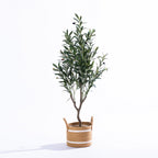 Everlasting Archer Olive Tree 120cm