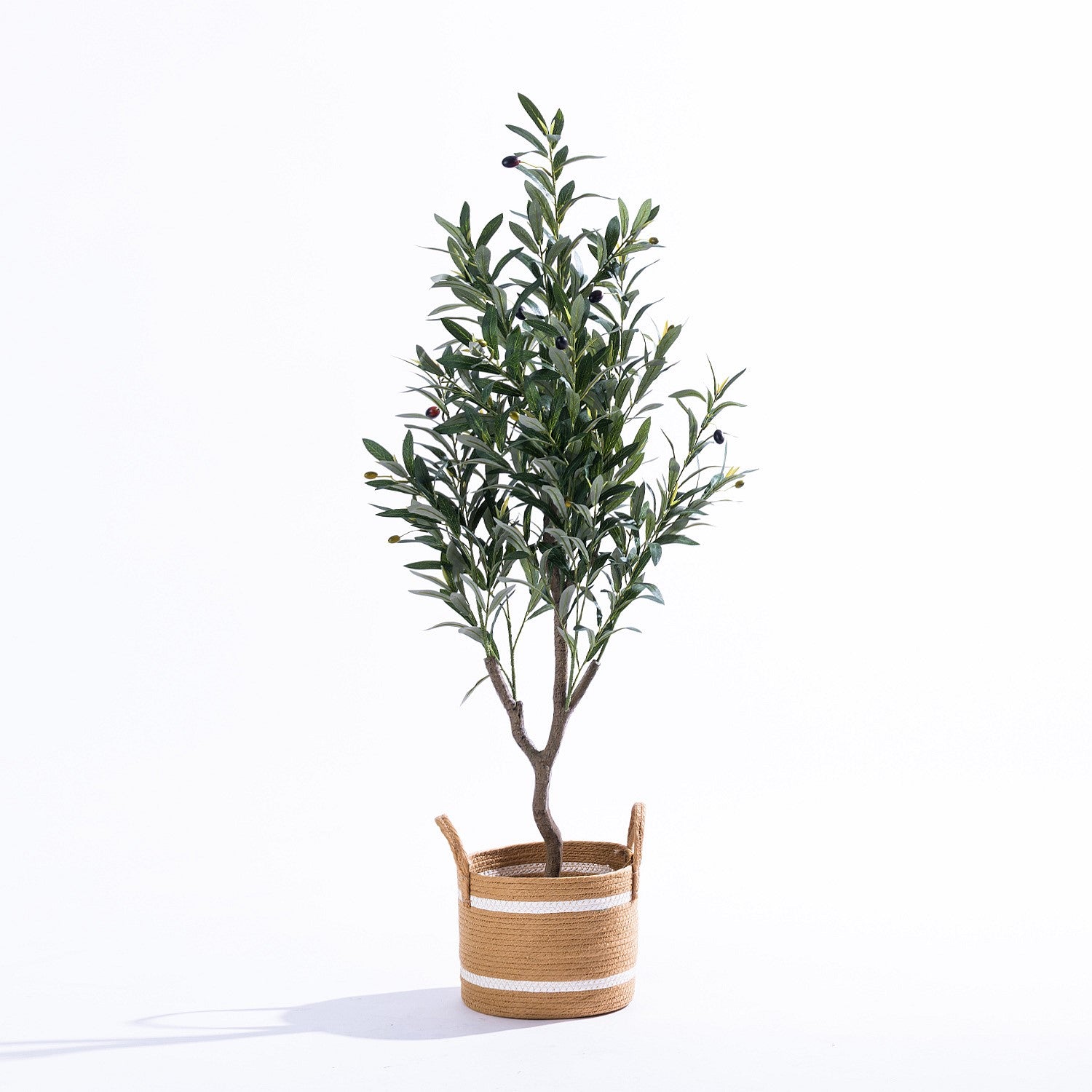 Everlasting Archer Olive Tree 120cm