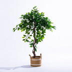 Everlasting Archer Ficus Tree 120cm