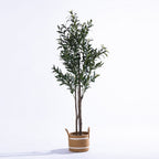 Everlasting Archer Olive Tree 165cm