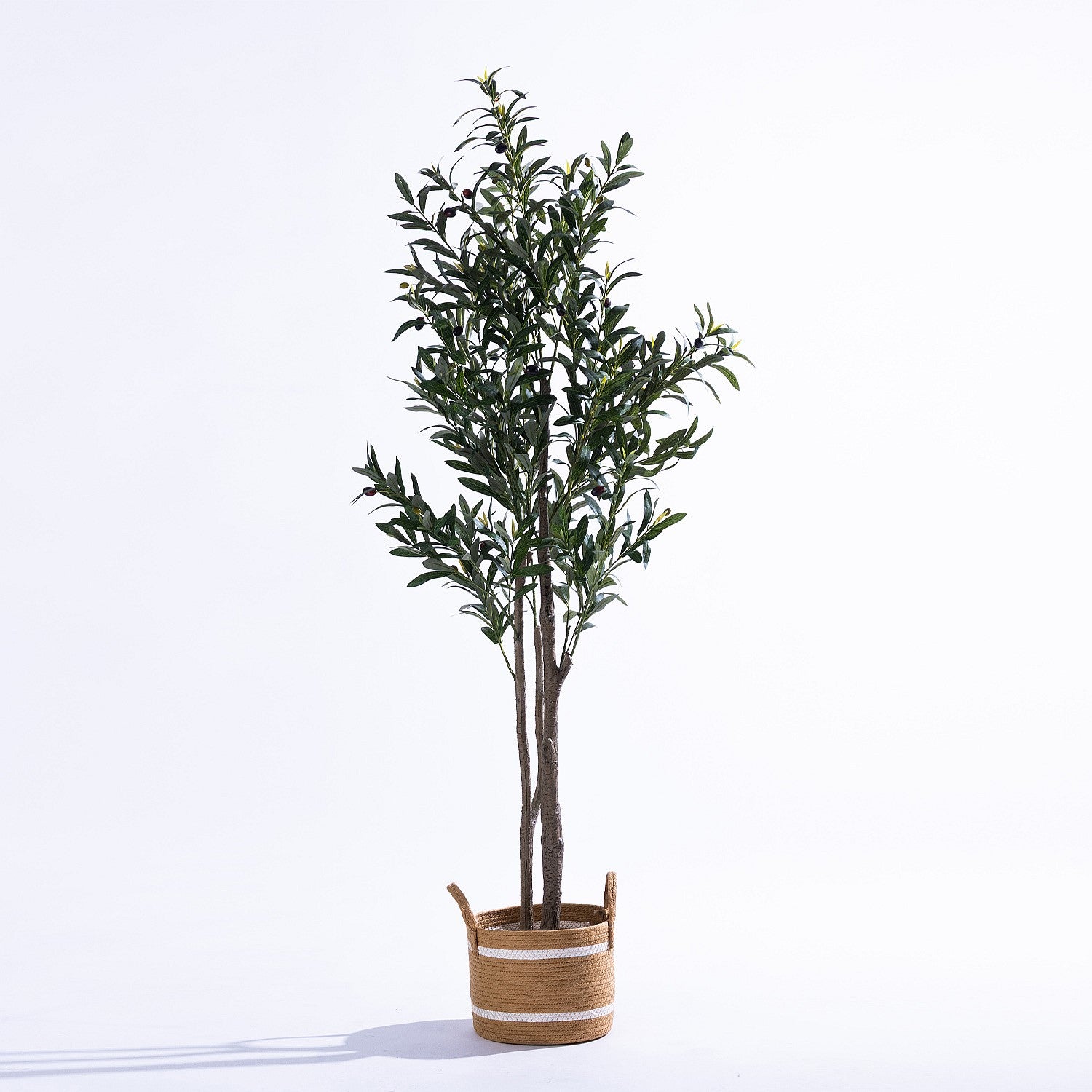 Everlasting Archer Olive Tree 165cm