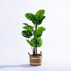 Everlasting Archer Monstera 110cm