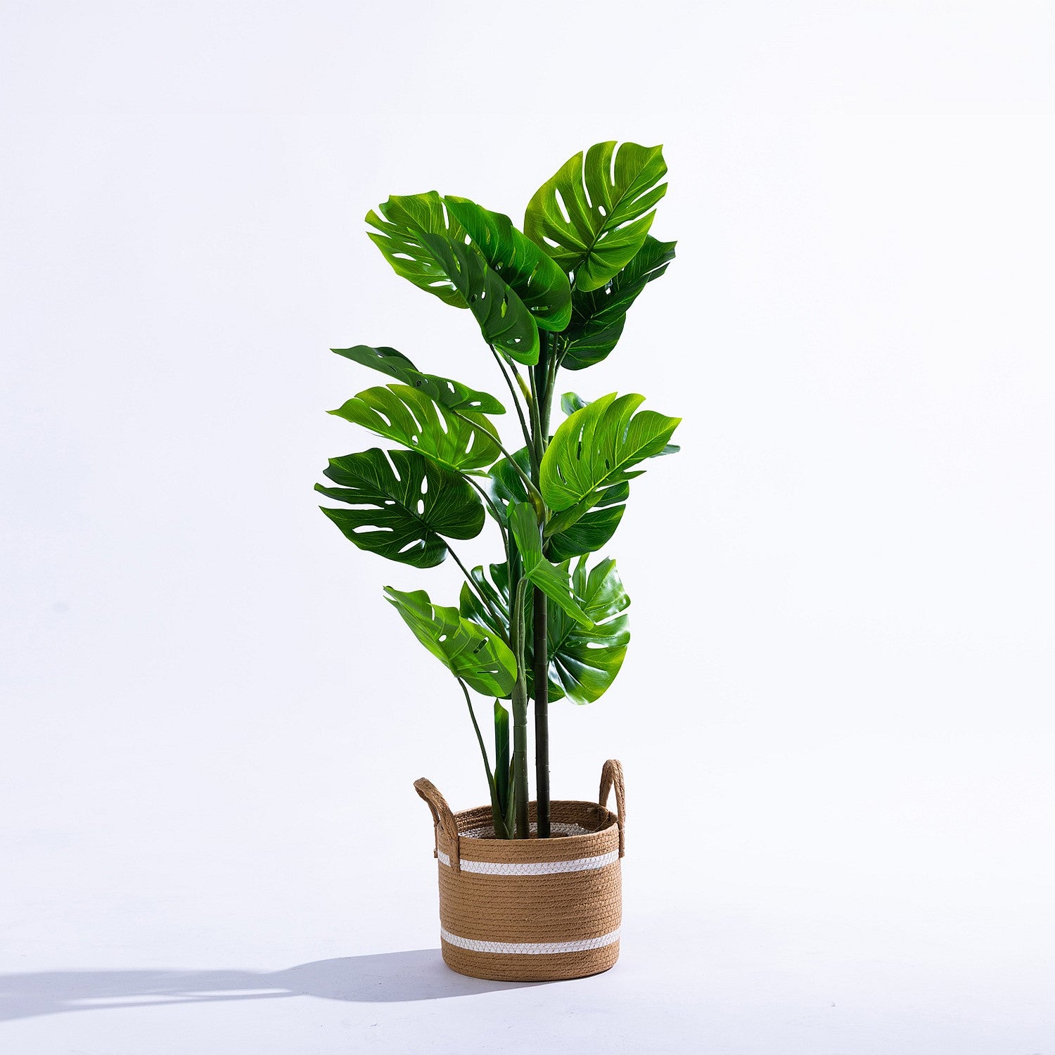 Everlasting Archer Monstera 110cm