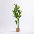 Artificial 140cm dracaena tree with realistic variegated green foliage styled in a natural woven basket planter.