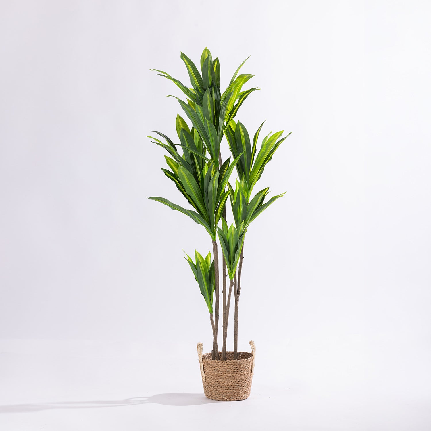 Artificial 140cm dracaena tree with realistic variegated green foliage styled in a natural woven basket planter.