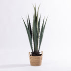 Artificial agave plant with tall sculptural green foliage displayed in a natural woven basket.