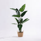 Artificial travellers banana tree with large tropical green leaves displayed in a natural woven basket.
