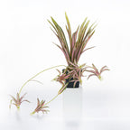 Artificial pink spider plant with variegated green, cream, and pink foliage in a black nursery pot, displayed with trailing spider plant offshoots against a white background.