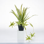 Artificial white spider plant with variegated green and white foliage in a black nursery pot, displayed with trailing spider plant offshoots against a white background.
